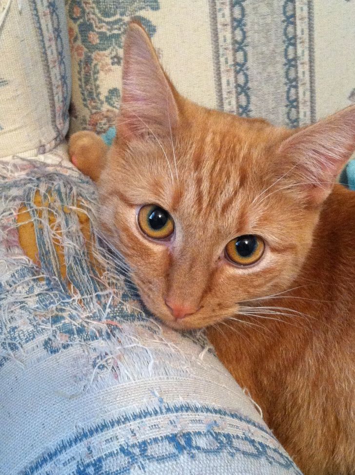 Your cat will never ruin your furniture again