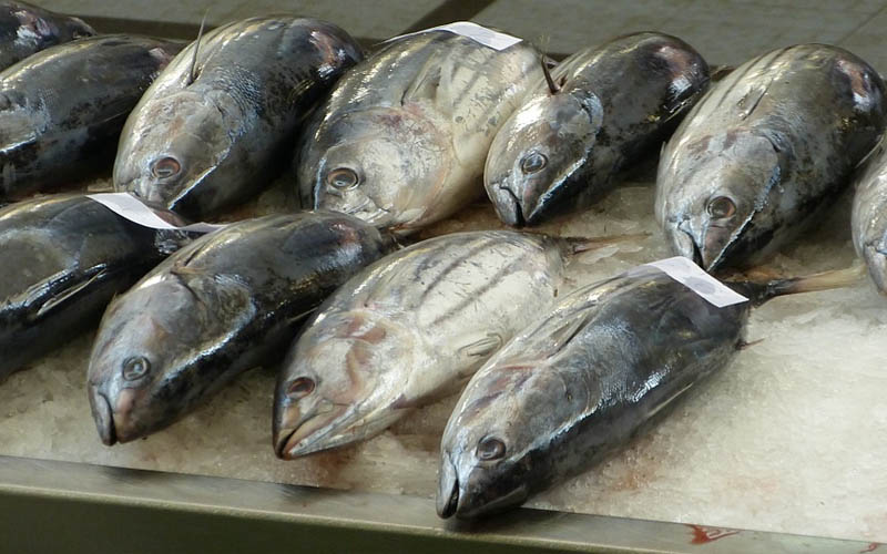 7 Types of Fish to Avoid at All Costs Smart Mindsets